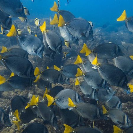 Hotel Sealion Dive Center Topolobampo Exterior foto